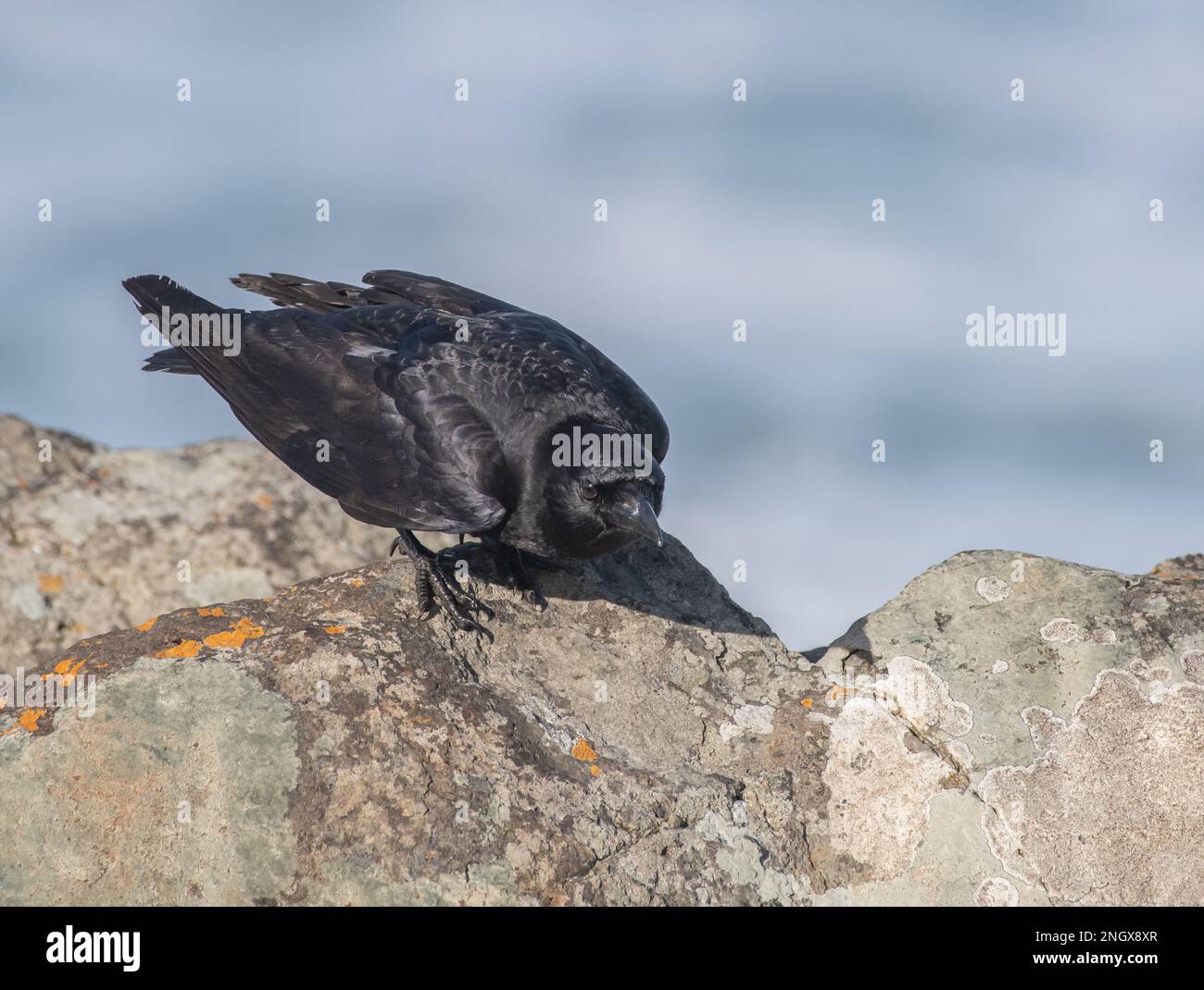 Cuervo americano (Corvus brachyrynchos) inclinándose para mirar algo Foto de stock