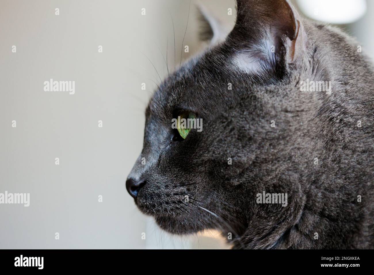 Cerca de la cara del gato en el perfil. Gato gris con ojos verdes. Cuidado de mascotas. mascotas saludables Foto de stock