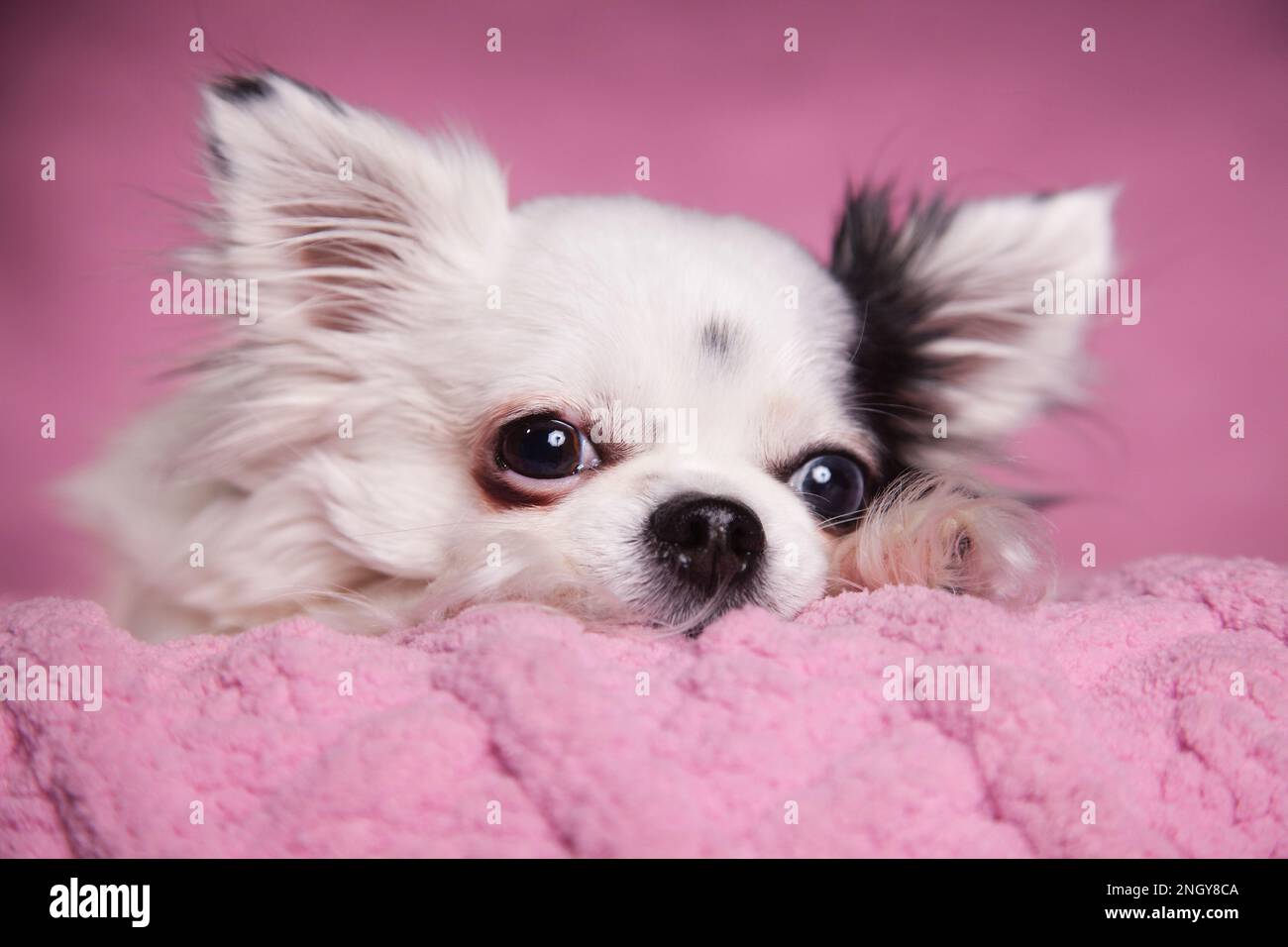 Chihuahua de pelo largo blanco en una manta rosa suave contra un fondo rosa  oscuro. Chihuahua de pelo largo en una acogedora manta de punto Fotografía  de stock - Alamy