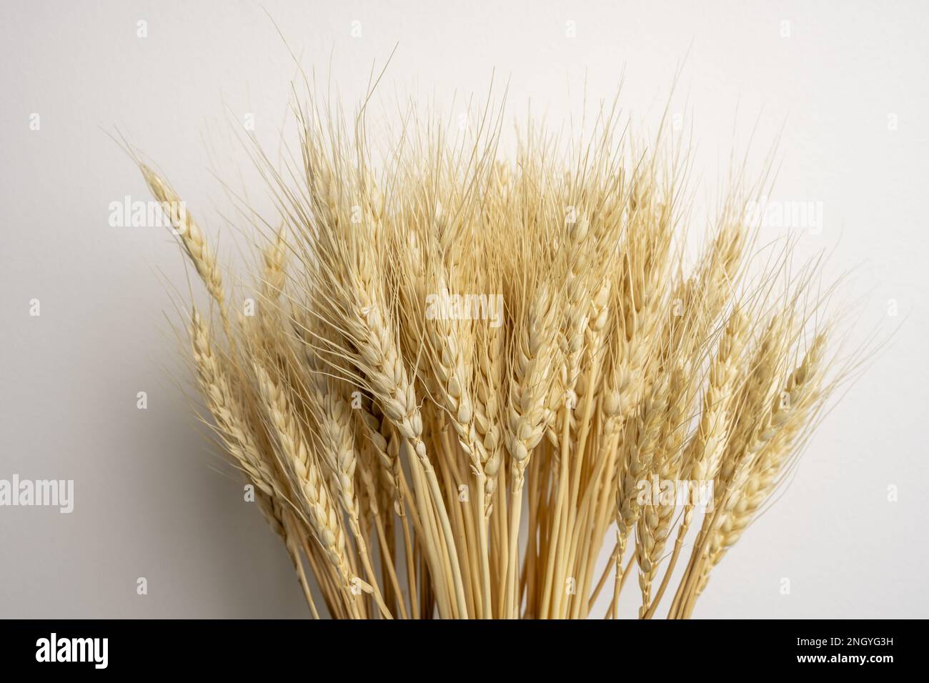 Espigas de trigo seco Fotografía de stock - Alamy