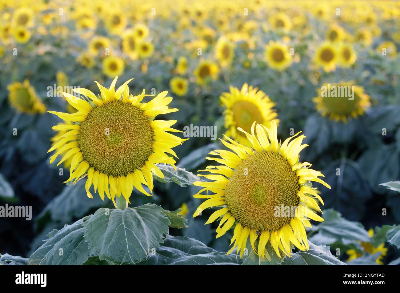 Campo de girasol en Bloom. Dixon, Condado de Solano, California, Estados Unidos. Foto de stock