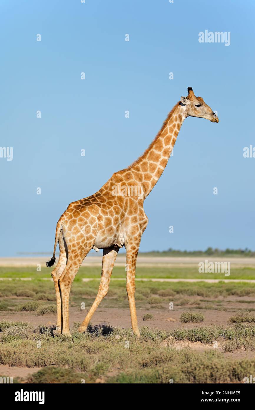Una jirafa (Giraffa camelopardalis) en las planicies del Parque Nacional de Etosha, Namibia Foto de stock
