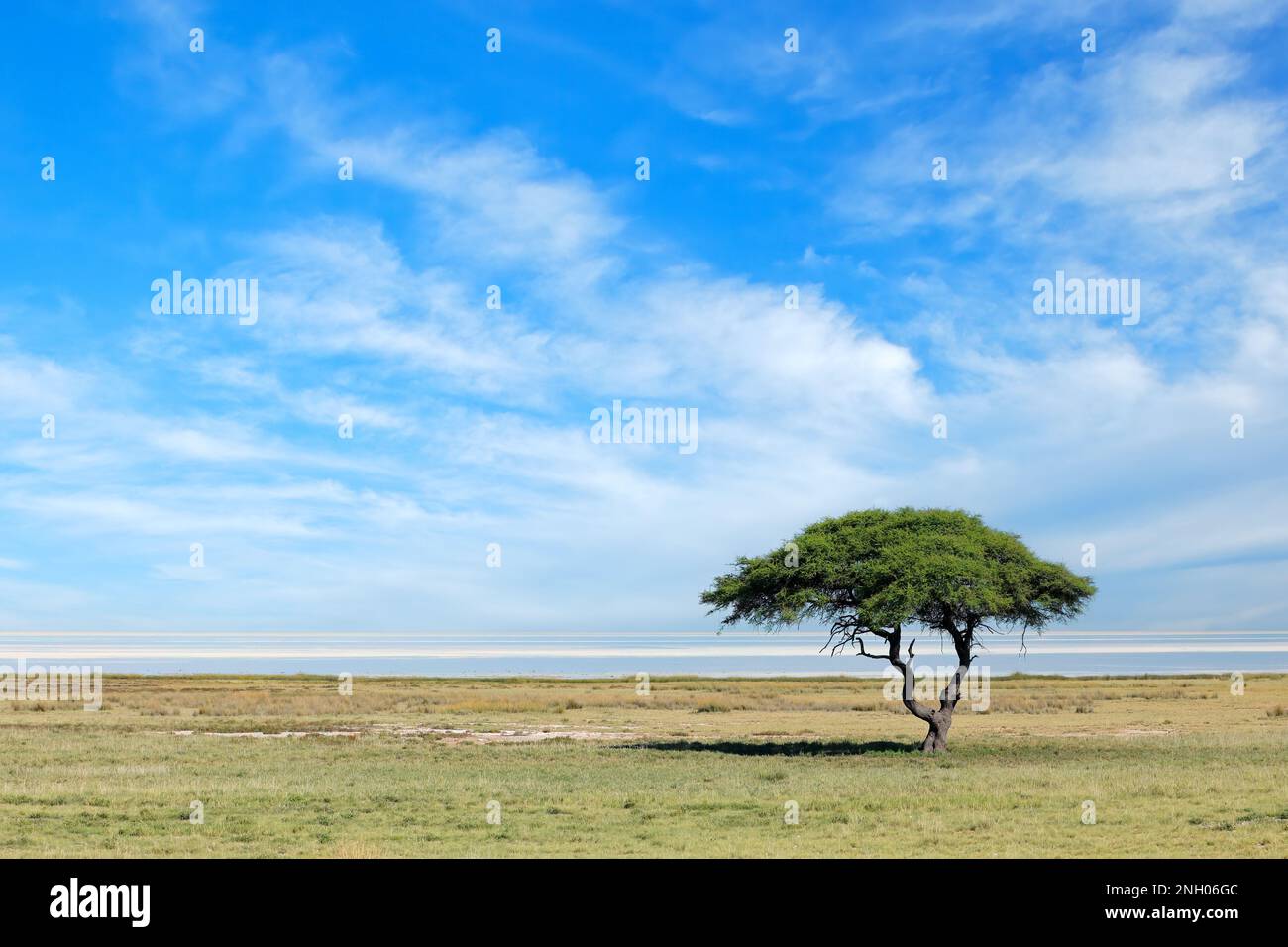 Árbol contra un cielo azul con nubes en las llanuras abiertas del Parque Nacional de Etosha, Namibia Foto de stock