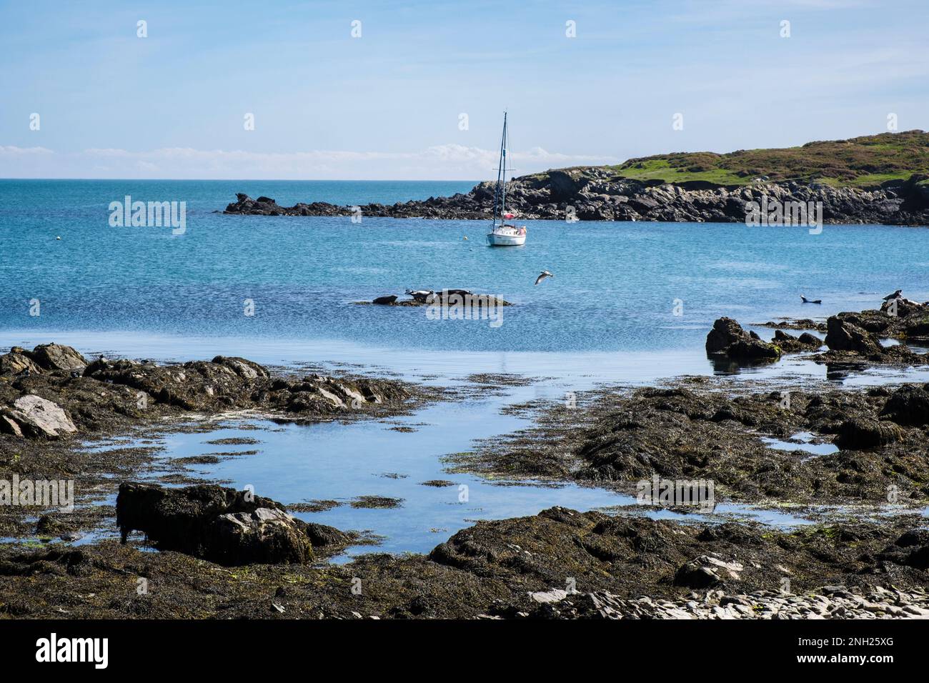 Un yate está amarrado en la bahía y las focas grises disfrutan de las rocas. Ynys Enlli o Bardsey Island, Península de Llyn, Gwynedd, norte de Gales, Reino Unido, Gran Bretaña Foto de stock