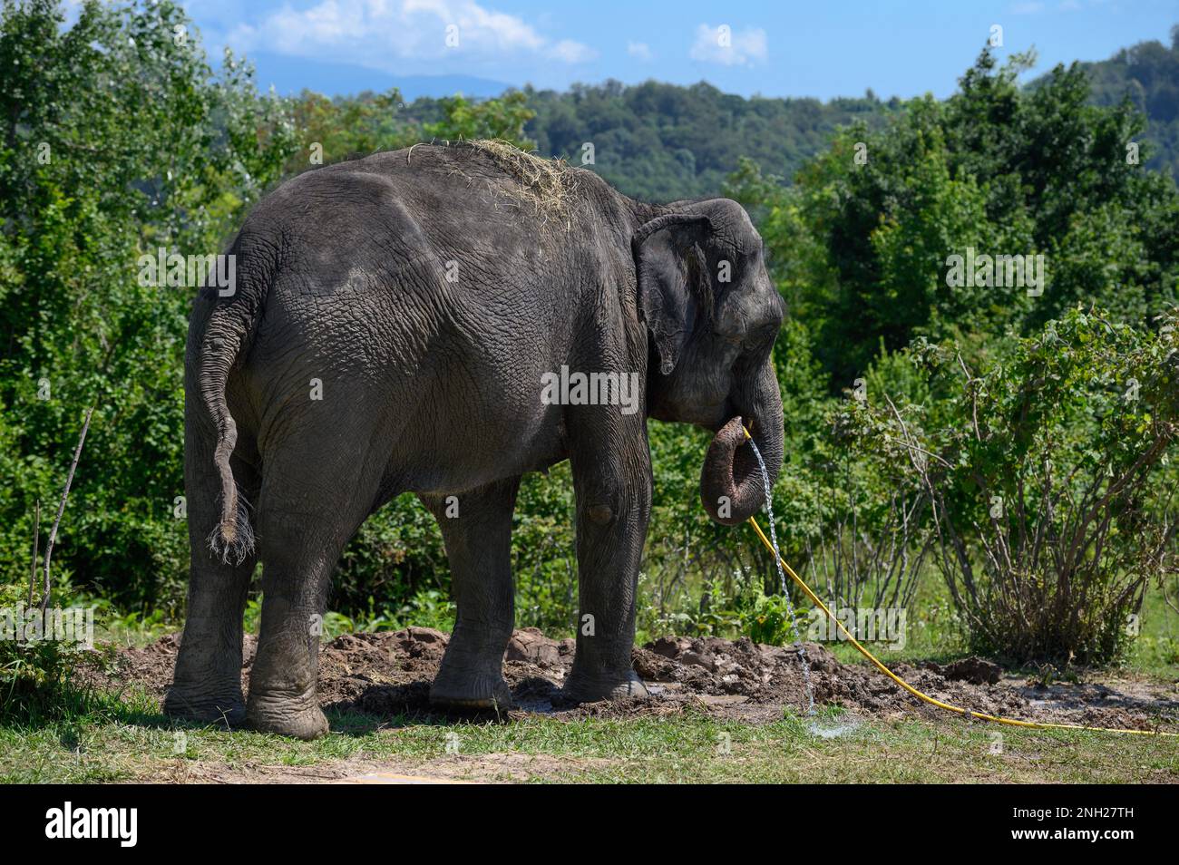 Manguera de elefante fotografías e imágenes de alta resolución - Alamy