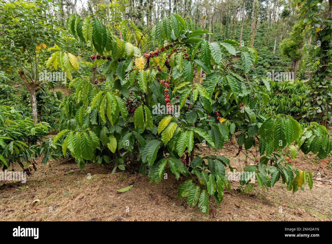 Vista de granos de café creciendo en una planta en una plantación de café en Wayanad en Kerala, India. Foto de stock