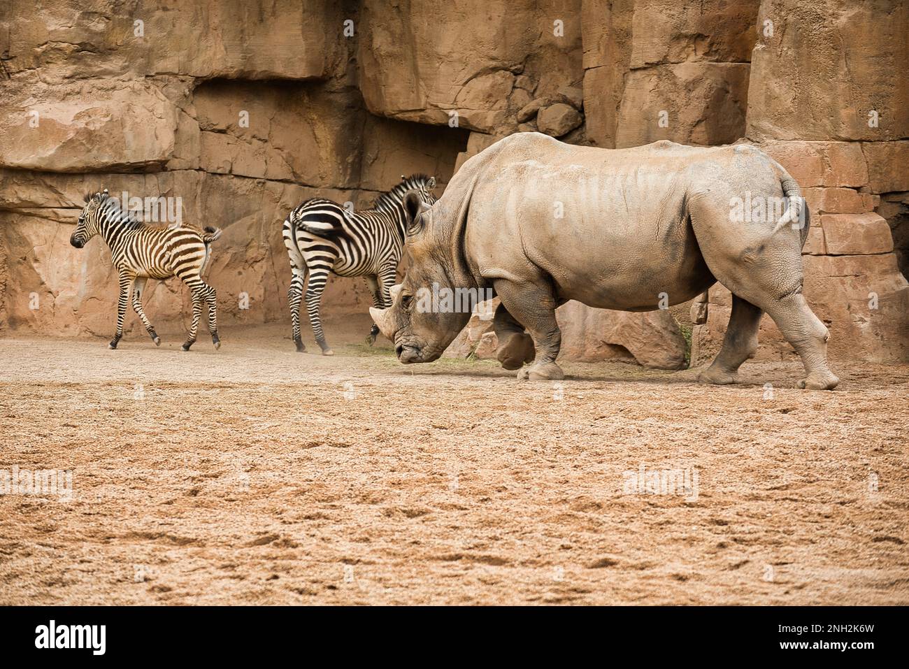 Tiro de larga distancia de un rinoceronte con dos bebés de cebra en el fondo en un paisaje rocoso. Foto de stock