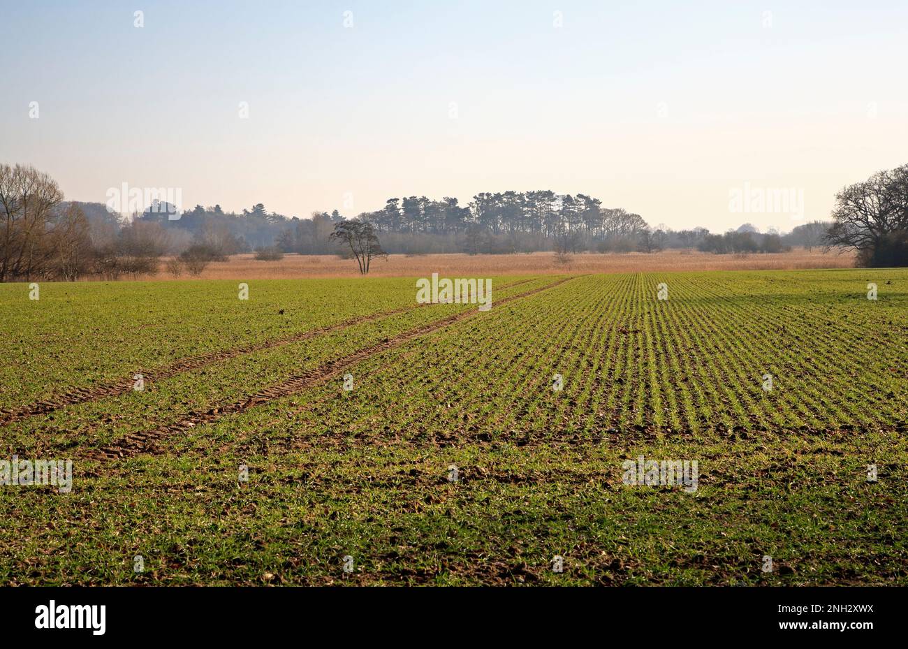 Una vista de la tierra agrícola cultivable con el crecimiento de los cultivos de cereales en invierno en los Norfolk Broads junto al río Ant en Irstead, Norfolk, Inglaterra, Reino Unido. Foto de stock
