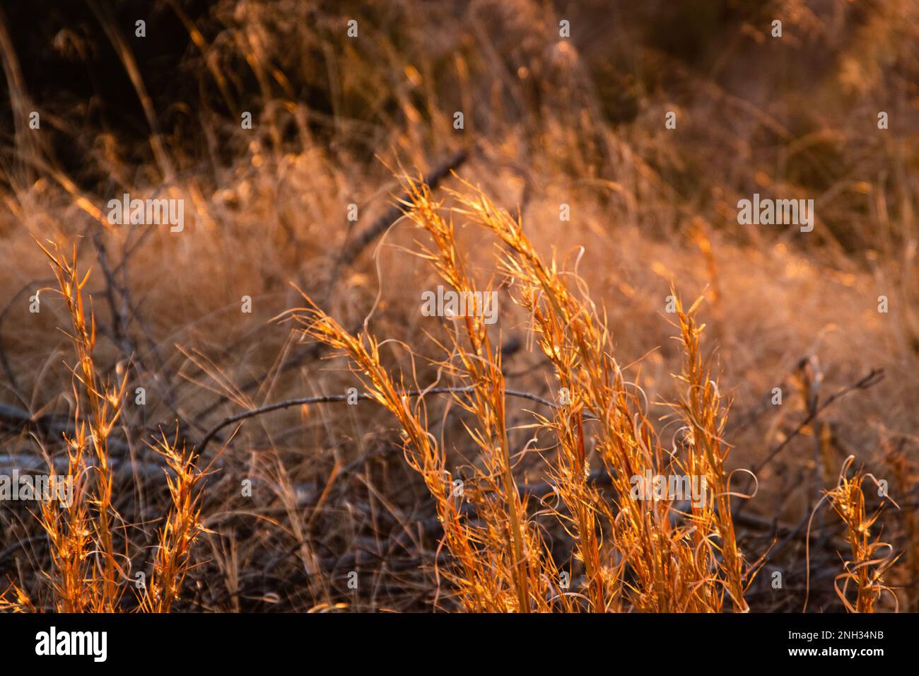 La hora dorada ilumina la hierba alta en un día de invierno. Foto de stock
