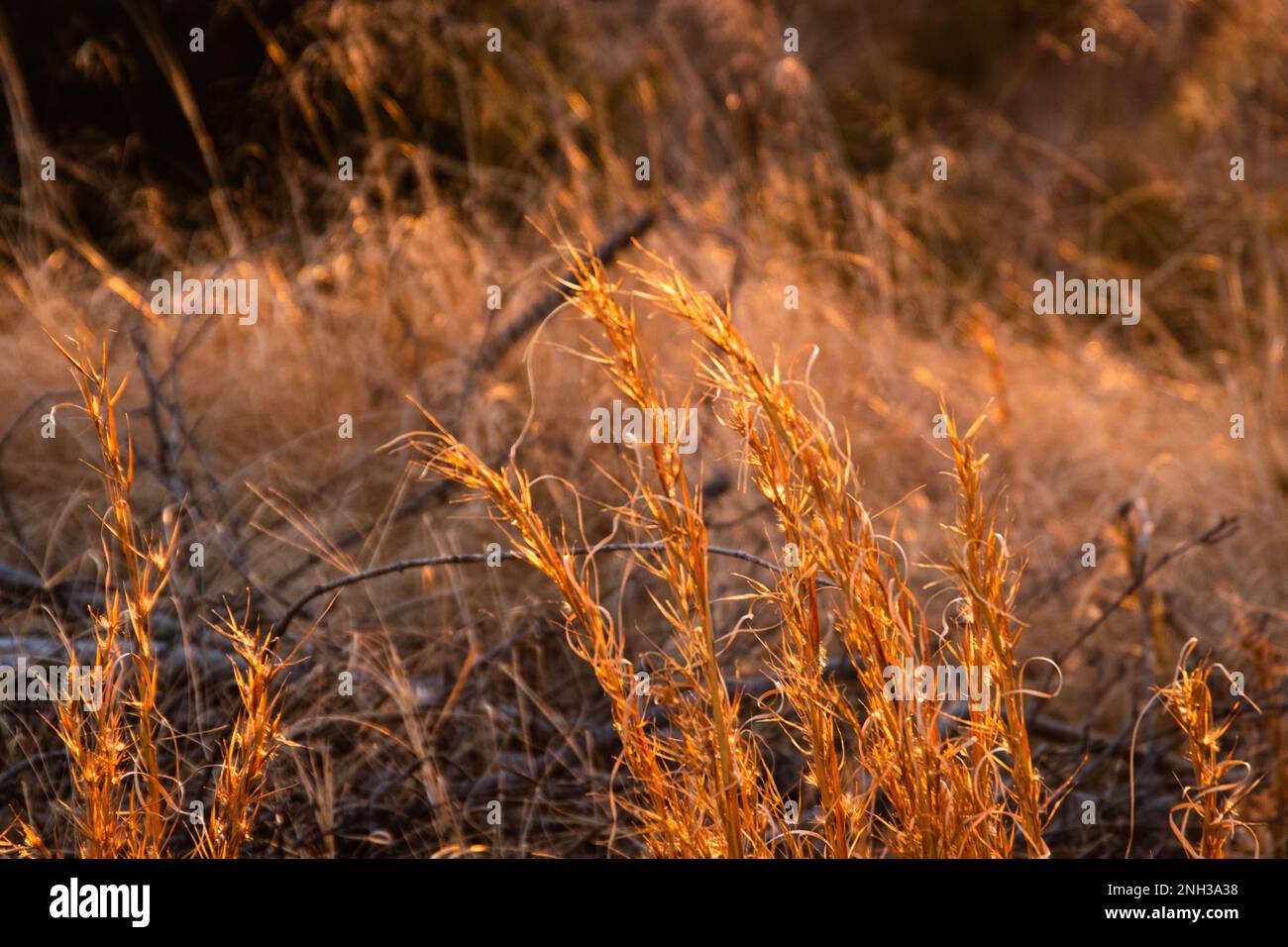 Hora dorada golpeando la hierba alta en un día de invierno. Foto de stock