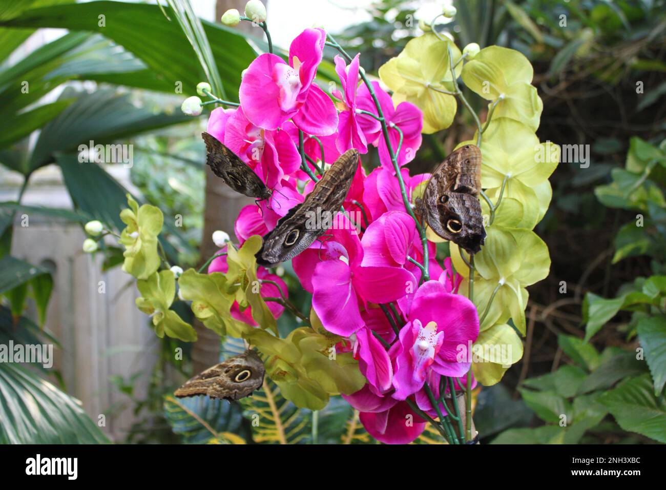 Mariposa de búho (Caligo eurilochus) en planta, Casa de Mariposas Viena, Austria Foto de stock