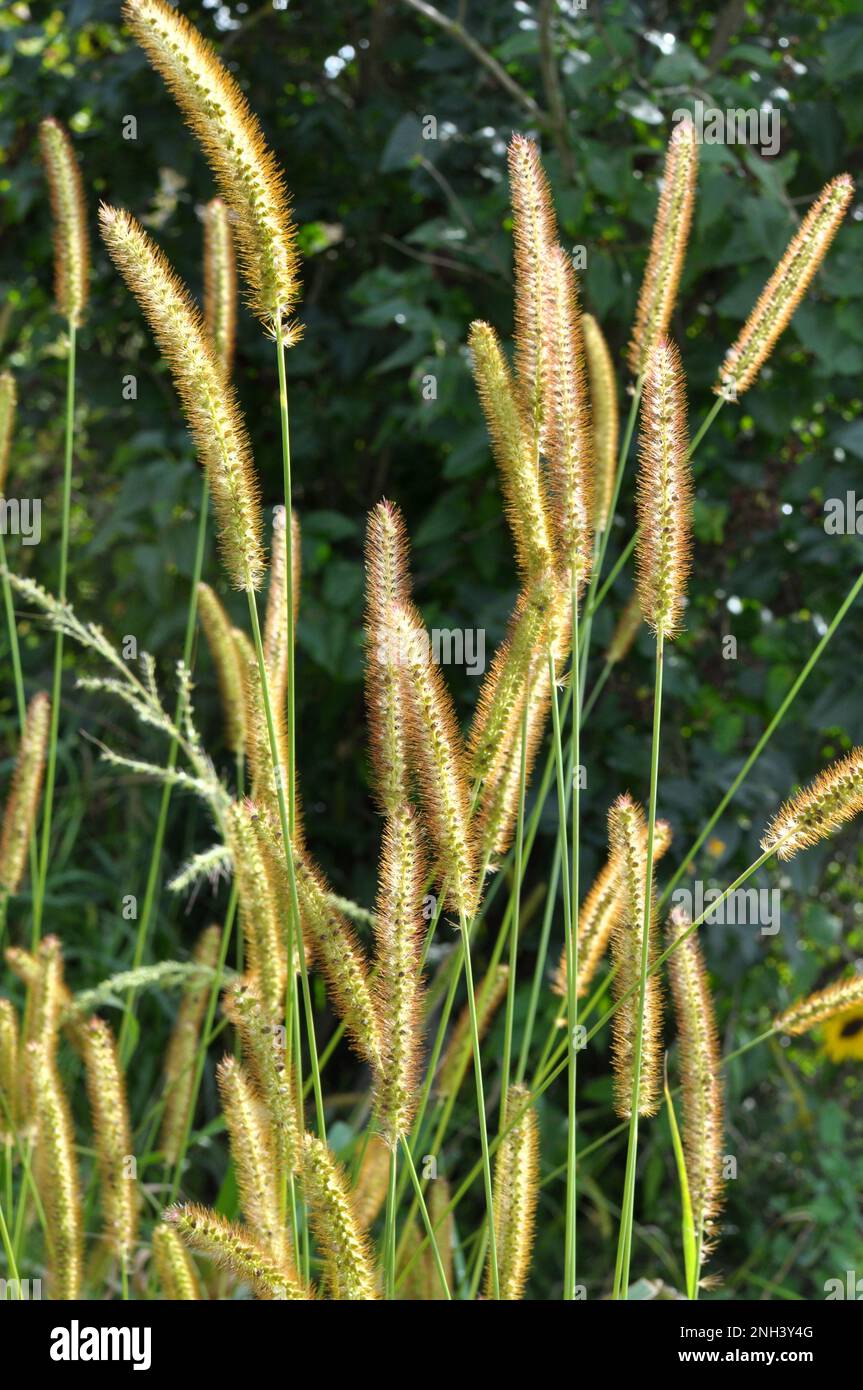 Setaria crece en el campo en la naturaleza. Foto de stock