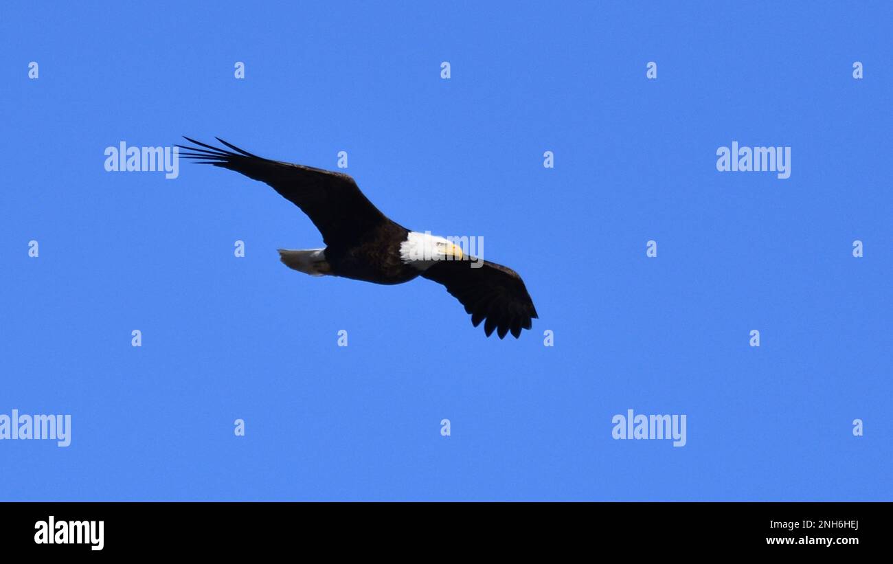 Un águila calva americana que se eleva a través de un cielo azul claro con  sus alas extendidas Fotografía de stock - Alamy