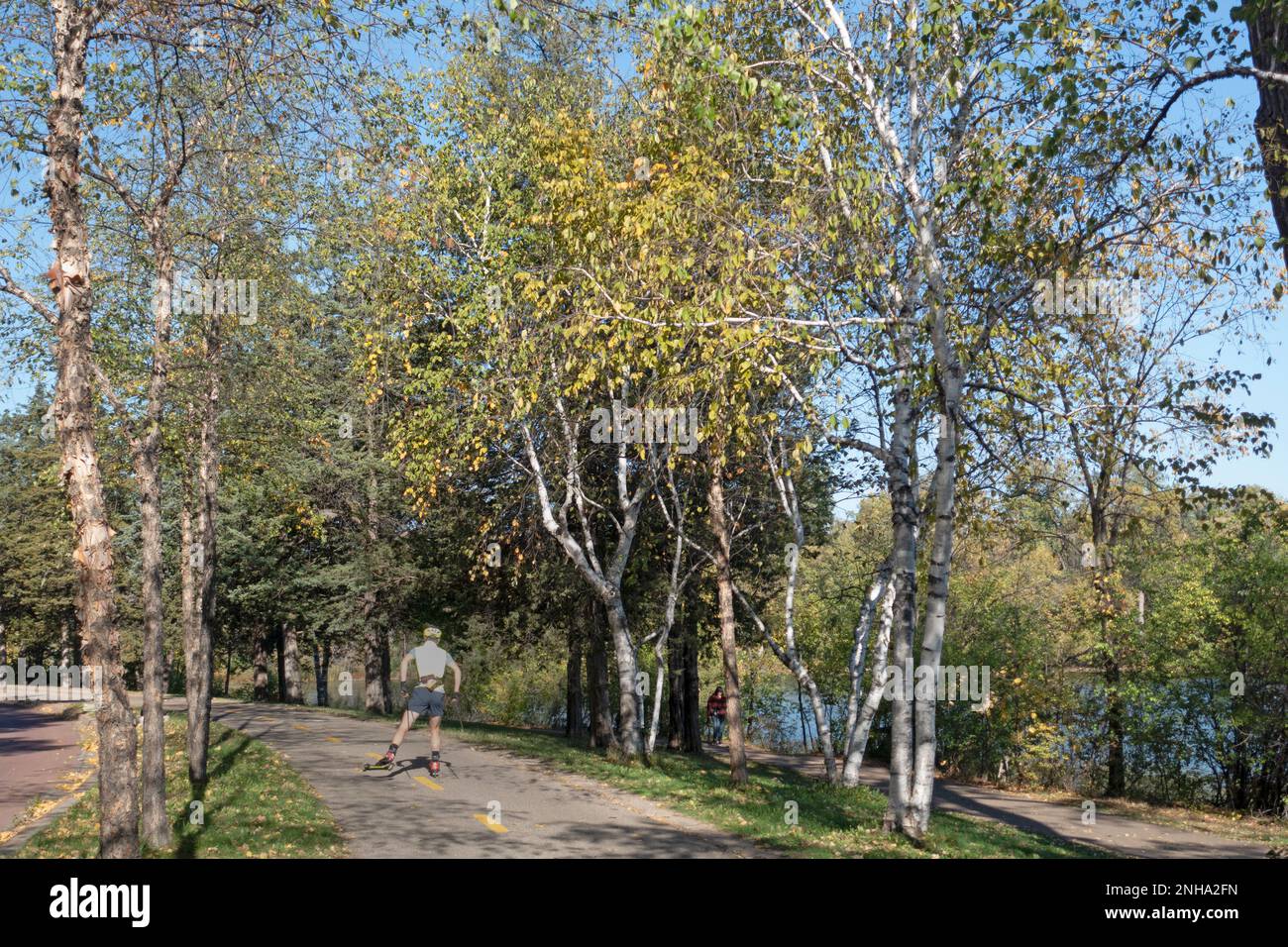 Patinaje sobre ruedas en el sendero Cedar Lake con abedules a ambos lados. Minneapolis Minnesota MN EE.UU. Foto de stock