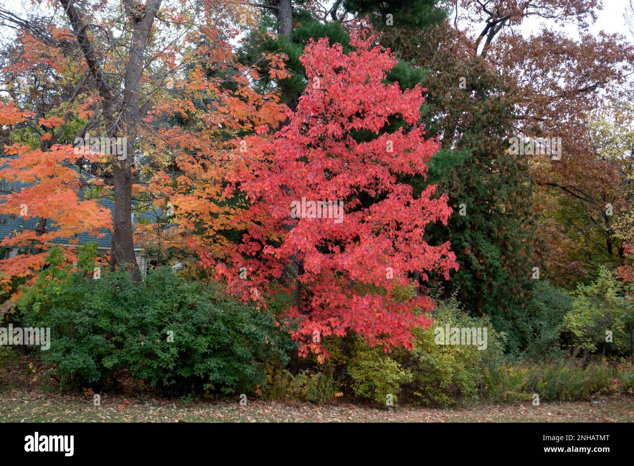 Árboles que capturan los hermosos colores rojos y anaranjados vivos del otoño. St Paul Minnesota MN EE.UU Foto de stock