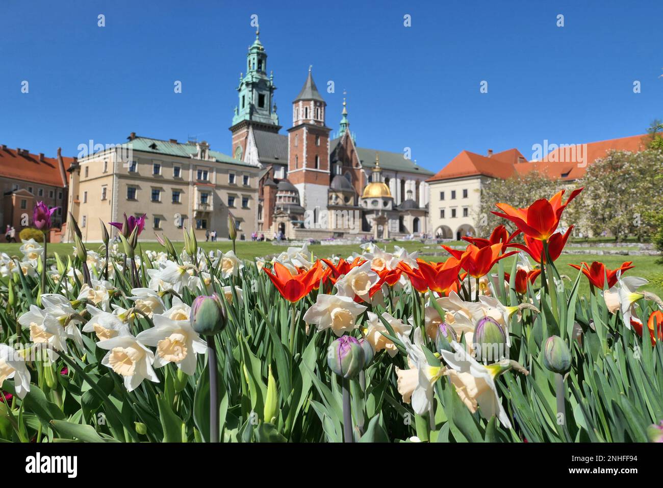 Castillo de Wawel en Cracovia, Polonia durante la primavera. Tulipanes y flores de narcisos en el jardín del castillo. Foto de stock