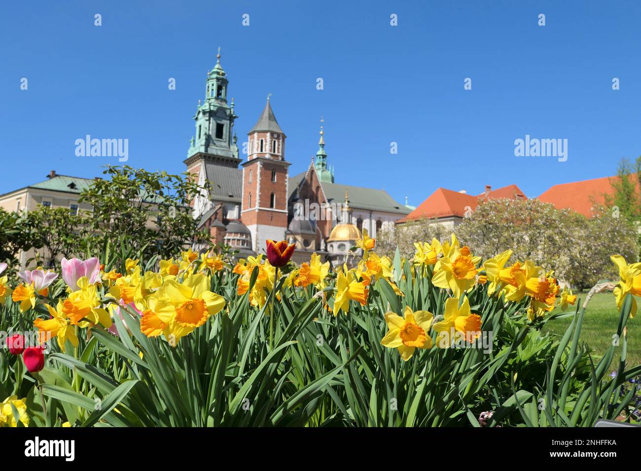 Castillo de Wawel y flores de narciso en Cracovia, Polonia durante la primavera. Enfoque selectivo en las flores. Foto de stock