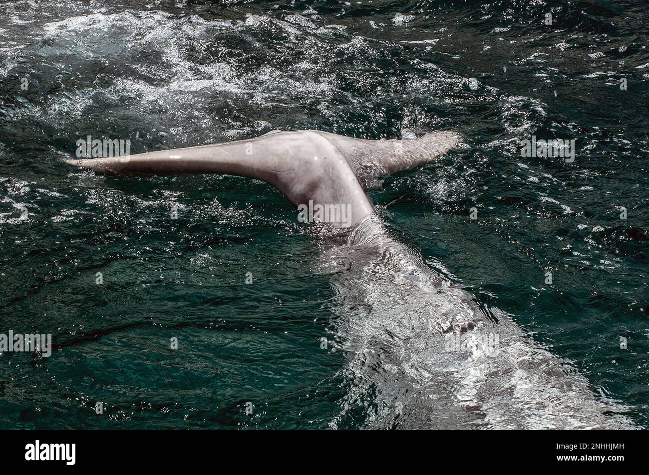 beluga ballena primer plano fluke, o cola empujando agua mientras bucea en la superficie Foto de stock