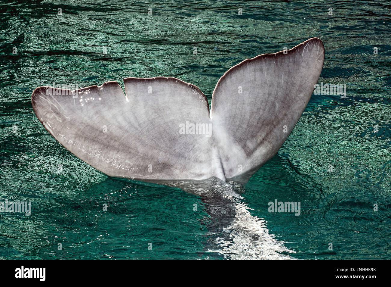 beluga ballena primer plano de fluke, o cola mientras bucea Foto de stock