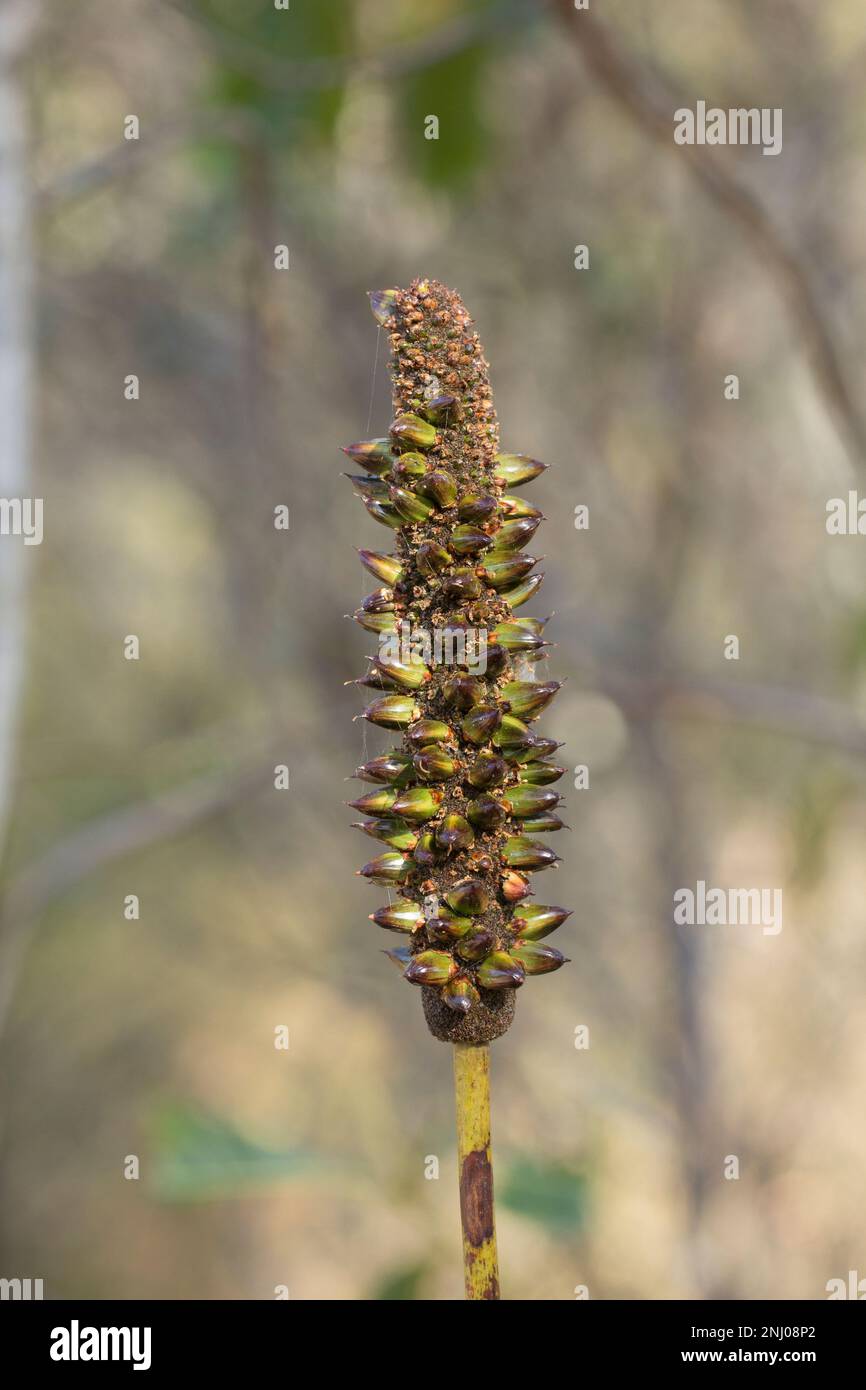 Cabeza de semilla de árbol de hierba (Xanthorrhoea sp) Bundaberg Australia Foto de stock