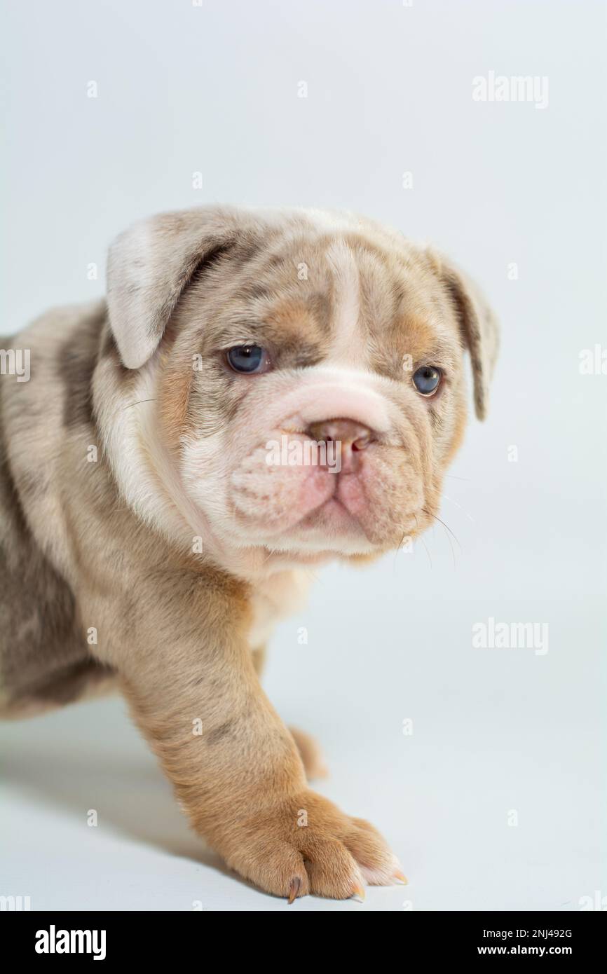 Cachorro Bulldog Inglés. Foto de stock