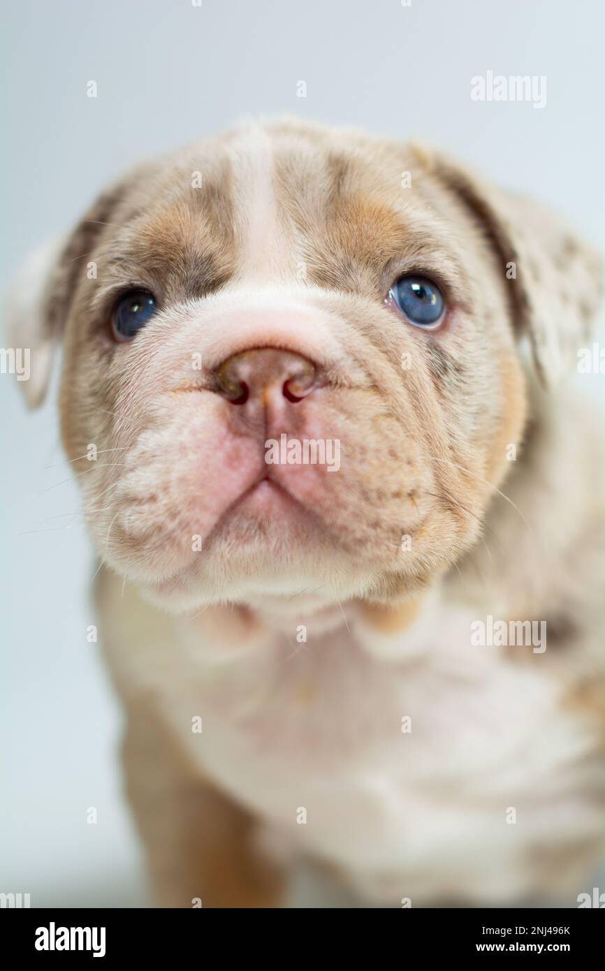 Cachorro Bulldog Inglés. Foto de stock