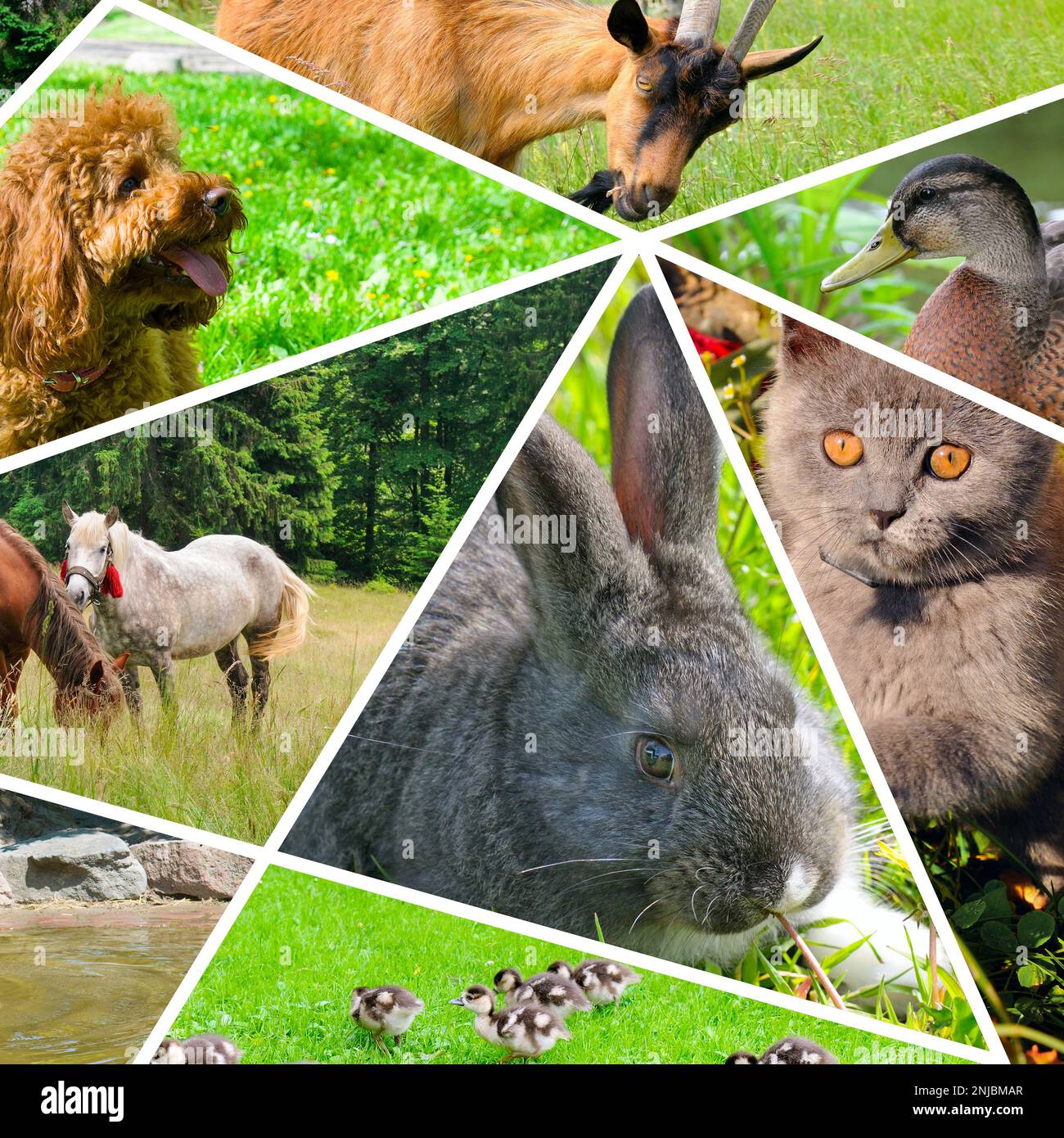 Collage de fotos de retratos de animales domésticos. Foto de stock