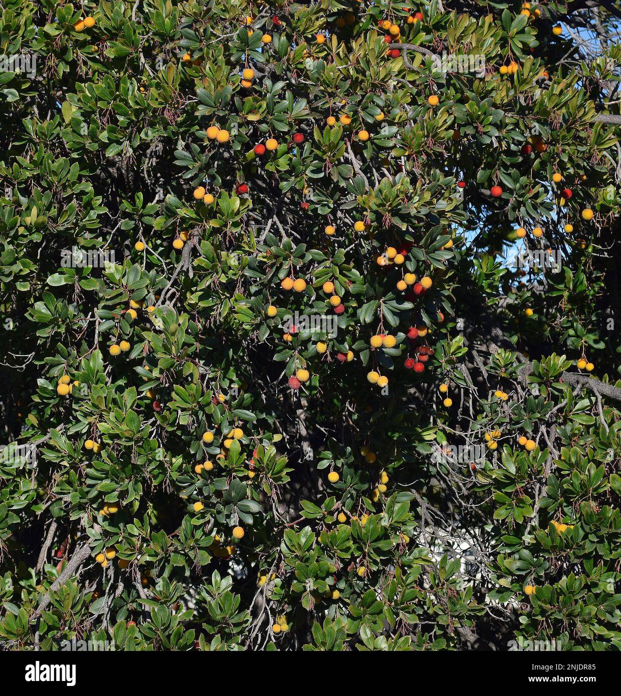 Fruta roja y naranja colgando de un árbol a lo largo de Alameda Creek, California Foto de stock