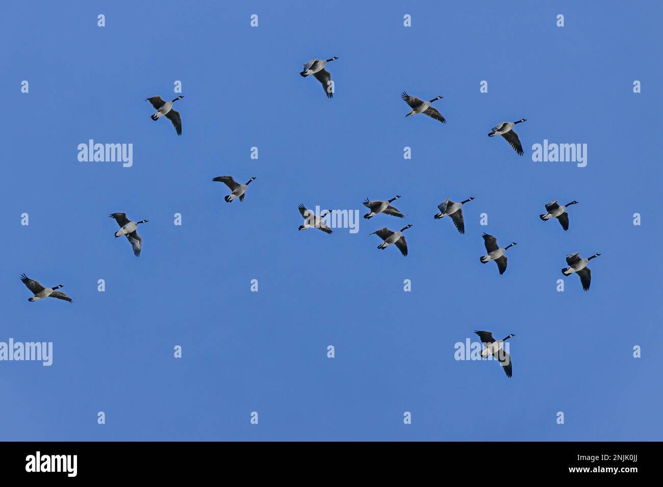 Canada Goose Middle Creek Reservoir migration - gansos canadienses Branta canadensis Foto de stock