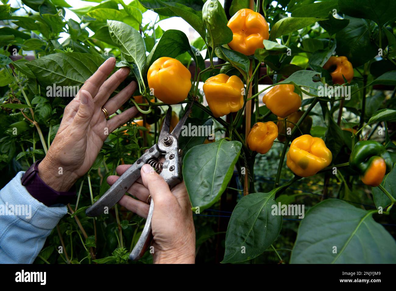 La mujer mayor cosecha pimientos dulces en un invernadero a finales del verano Foto de stock