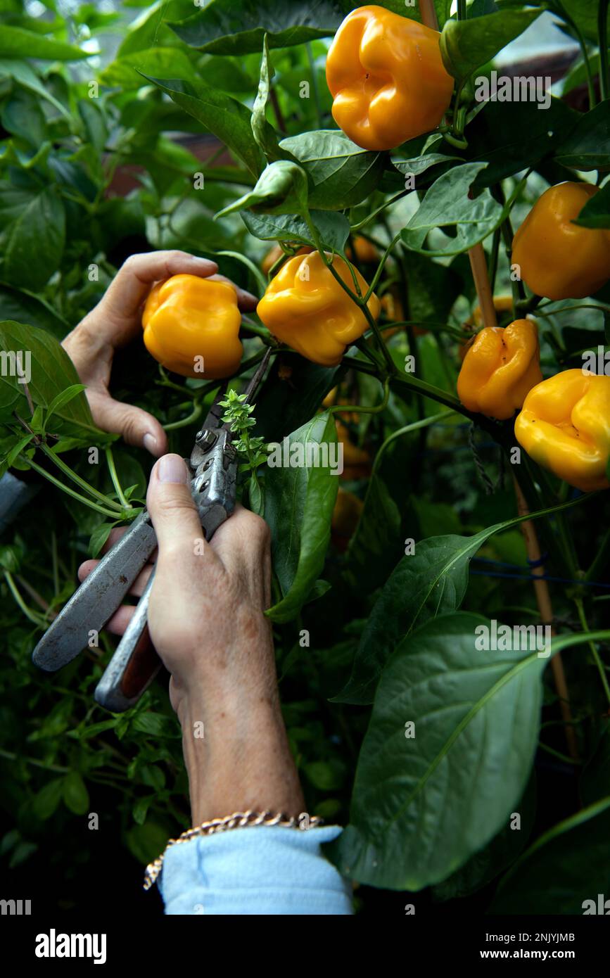 La mujer mayor cosecha pimientos dulces en un invernadero a finales del verano Foto de stock