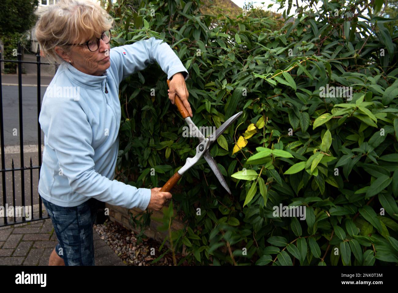 La mujer mayor poda usando tijeras, un seto de jazmín perenne, clematis y madreselva en el jardín suburbano inglés en verano Foto de stock