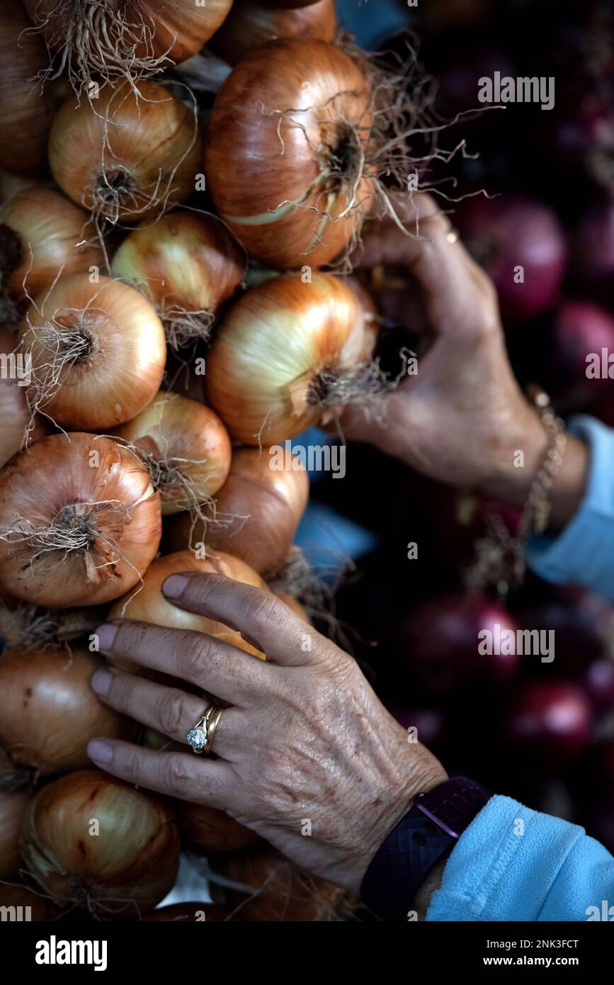 Cosecha de cadenas de cebollas blancas y rojas, cultivadas en casa en la asignación Foto de stock