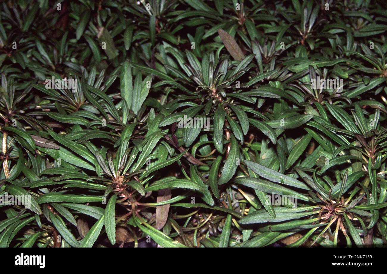 Pogostemon stellatus (estrella de agua) también fue conocido como Eusteralis stellata. Es una hierba perenne acuática del sudeste asiático y Australia Foto de stock