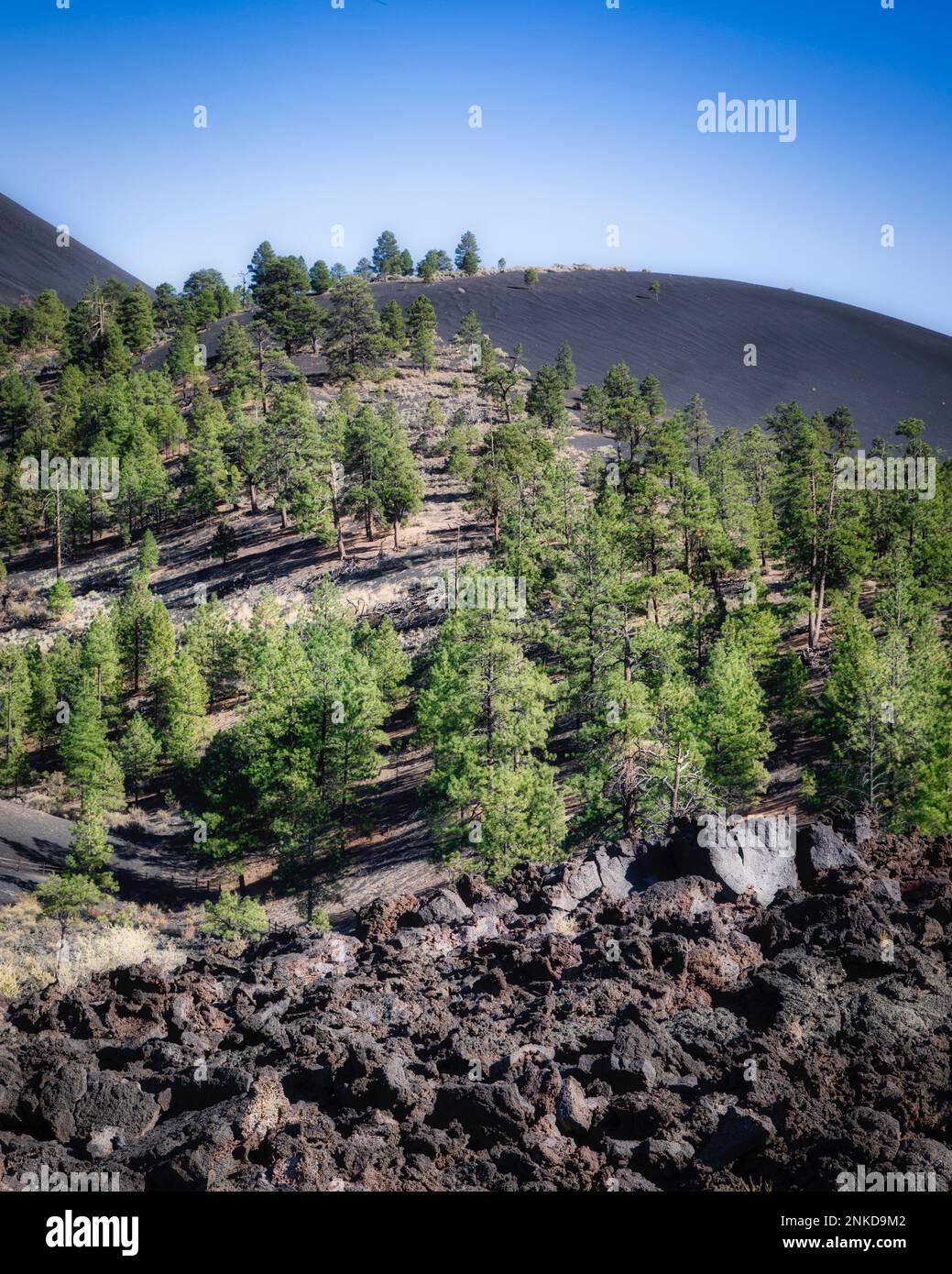 Los restos volcánicos se dispersan por el cráter Sunset cerca de Flagstaff, Arizona. Foto de stock
