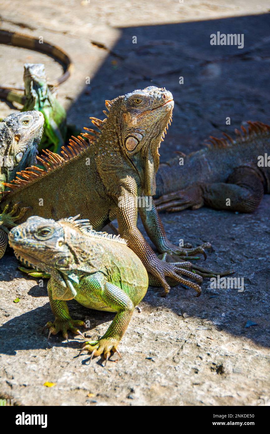 Iguanas tomando el sol en el Parque Marino e Iguana del Arco, Roatán, Honduras. Foto de stock