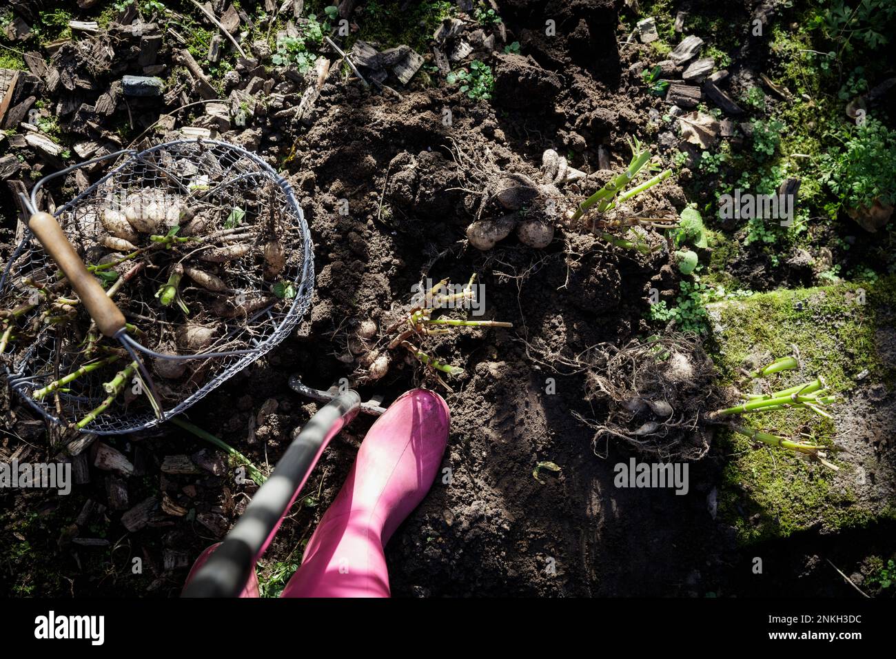 Perspectiva personal de la mujer de pie frente a la cesta con tubérculos de dalia recién excavados Foto de stock