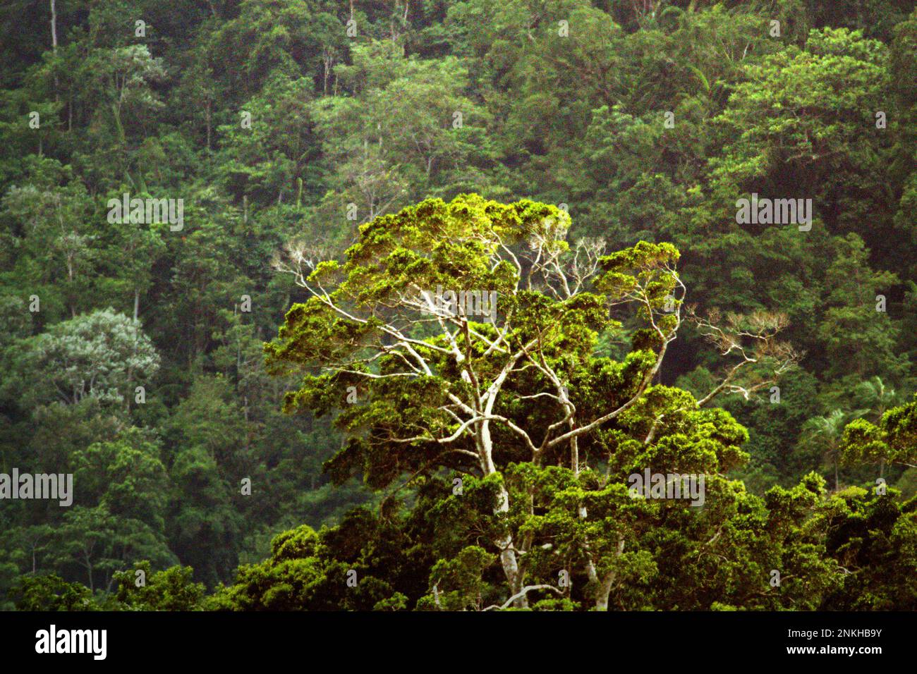 Bosque tropical al pie del Monte Duasudara en Sulawesi del Norte, Indonesia. Los bosques de la tierra, actualmente alrededor de 4 mil millones de hectáreas en total, siguen siendo un sumidero neto de dióxido de carbono, que colectivamente emiten 8,1 mil millones de toneladas métricas de carbono cada año y absorben 16 mil millones de toneladas métricas, según Jennifer Fergesen en su artículo publicado a tiempo el 18 de octubre de 2022. Las selvas tropicales del sudeste asiático son uno de los tres sistemas más grandes del mundo que son los pulmones de la tierra, junto con el Amazonas y la cuenca del río Congo. Foto de stock