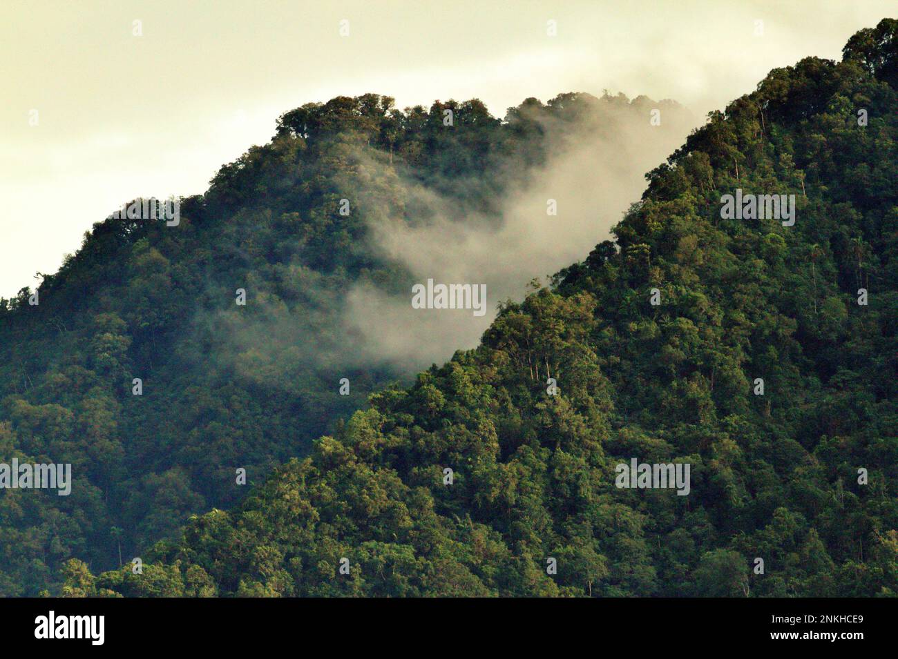 Bosque tropical en las laderas del Monte Duasudara en Sulawesi del Norte, Indonesia. Los bosques de la tierra, actualmente alrededor de 4 mil millones de hectáreas en total, siguen siendo un sumidero neto de dióxido de carbono, que colectivamente emiten 8,1 mil millones de toneladas métricas de carbono cada año y absorben 16 mil millones de toneladas métricas, según Jennifer Fergesen en su artículo publicado a tiempo el 18 de octubre de 2022. Las selvas tropicales del sudeste asiático son uno de los tres sistemas más grandes del mundo que son los pulmones de la tierra, junto con el Amazonas y la cuenca del río Congo. Foto de stock