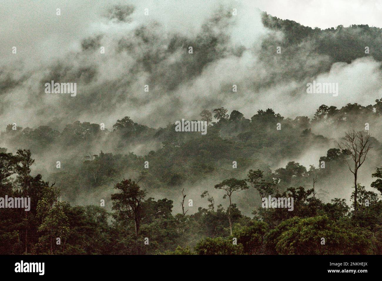 Los bosques de la tierra, actualmente alrededor de 4 mil millones de hectáreas en total, siguen siendo un sumidero neto de dióxido de carbono, que colectivamente emiten 8,1 mil millones de toneladas métricas de carbono cada año y absorben 16 mil millones de toneladas métricas, según Jennifer Fergesen en su artículo publicado a tiempo el 18 de octubre de 2022. Las selvas tropicales del sudeste asiático son uno de los tres sistemas más grandes del mundo que son los pulmones de la tierra, junto con el Amazonas y la cuenca del río Congo. Sin embargo, escribió, la selva tropical del sudeste asiático es ahora una fuente neta de emisiones de carbono. Foto de stock