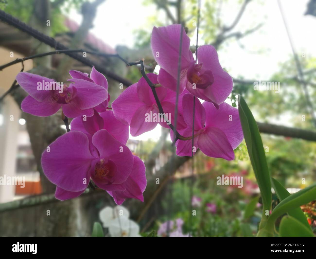 Imagen de la planta de orquídea Phalaenopsis rosa Fotografía de stock -  Alamy