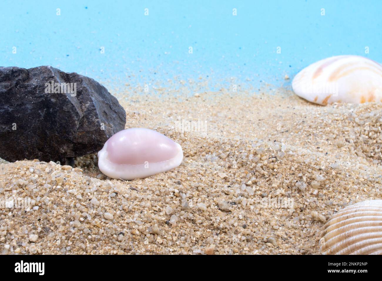 Decoración de fondo de playa de conchas de arena con paisaje de verano de vacaciones de roca con espacio de copia. Foto de stock