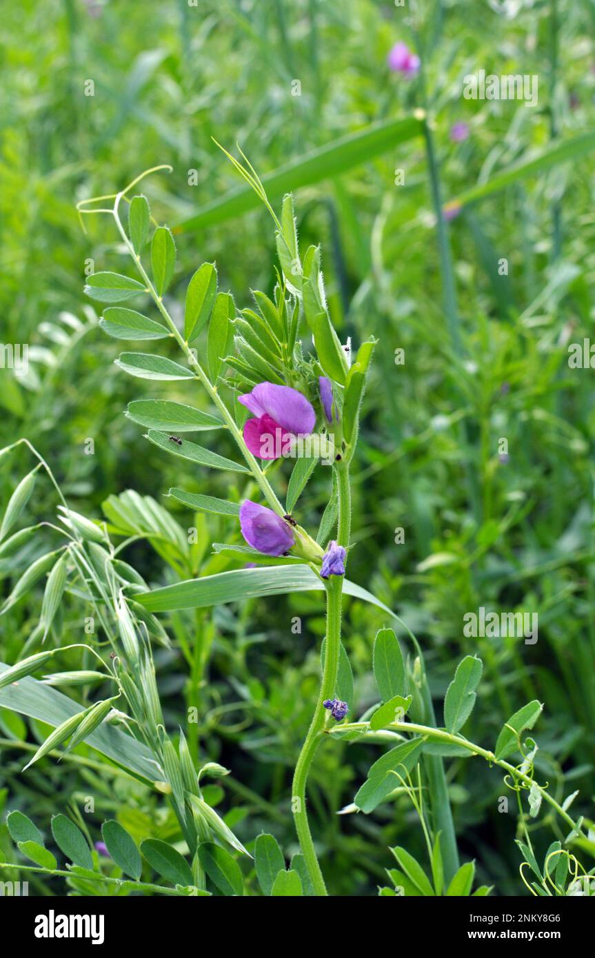 La siembra de veza (Vicia sativa) crece en un campo de granja Foto de stock