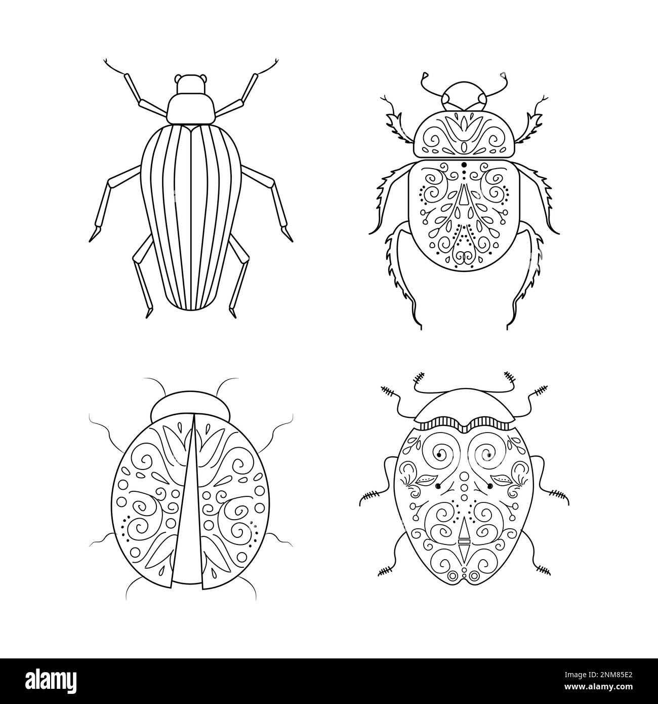 Beetle ilustración lineal conjunto botánico. Ilustración vectorial Ilustración del Vector
