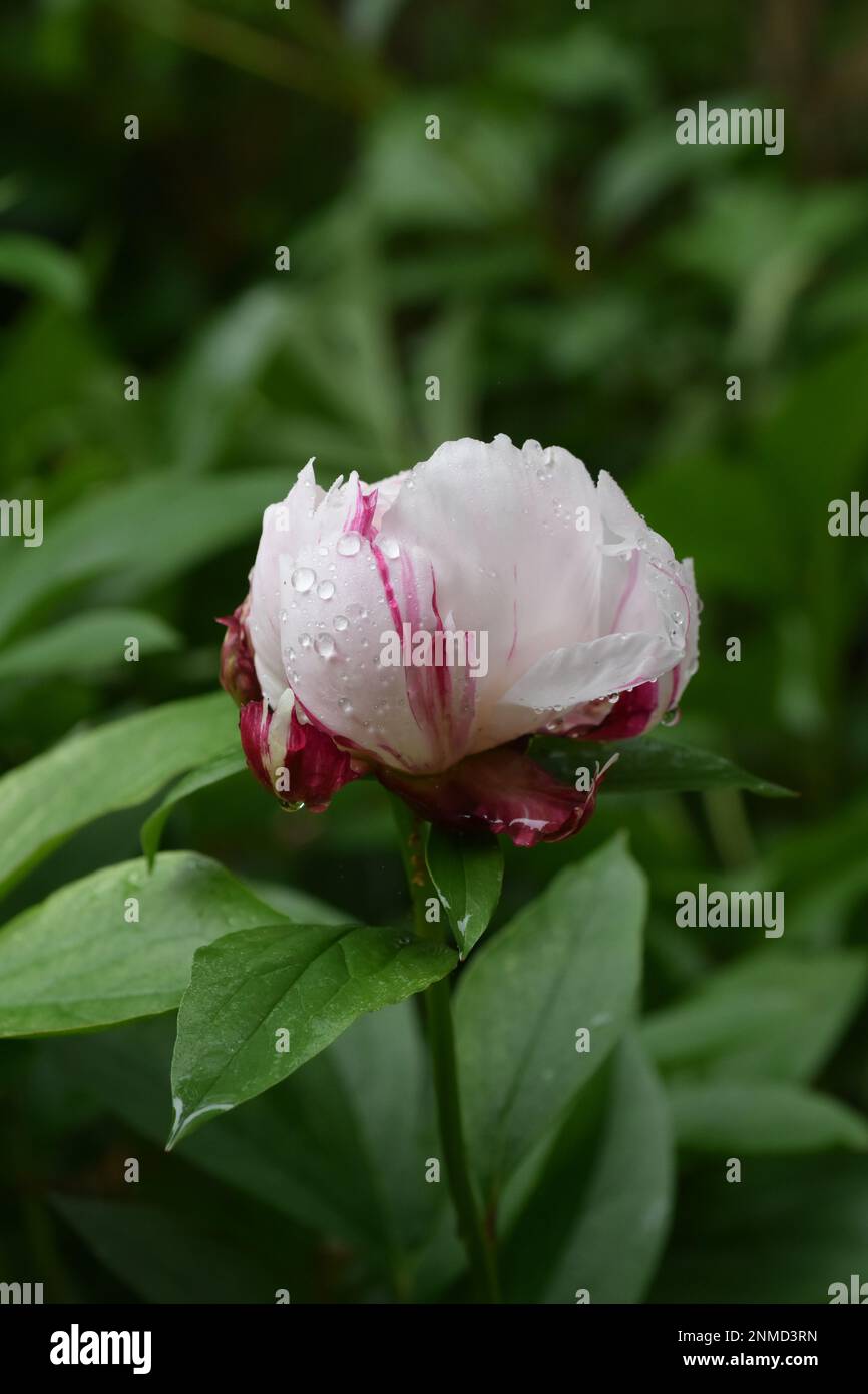 Flor De Peão De Peão No Jardim No Verão Imagem de Stock - Imagem de peônia,  sazonal: 218593939