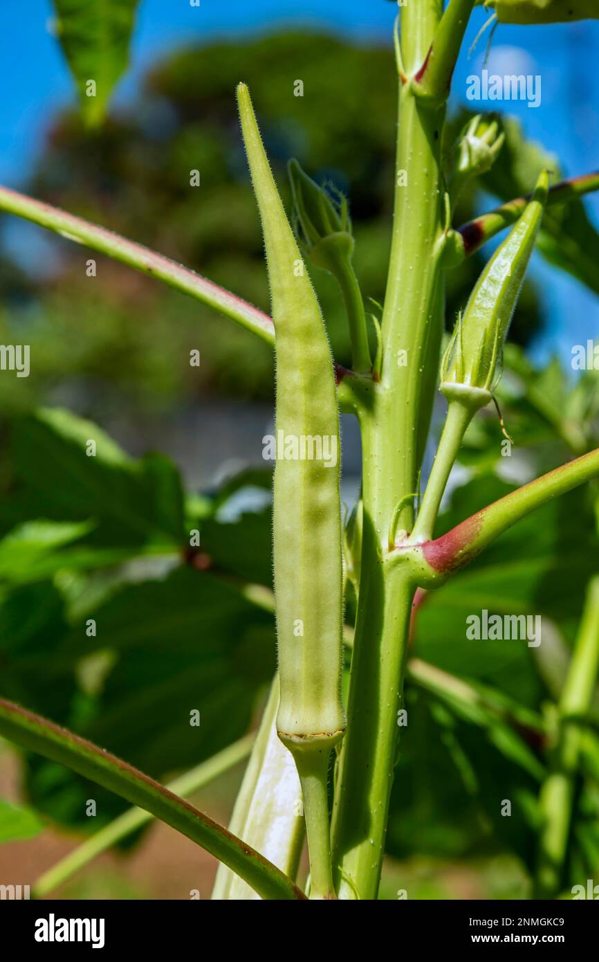 Cultivo de Okra (Abelmoschus esculentus) u okro, también conocido como