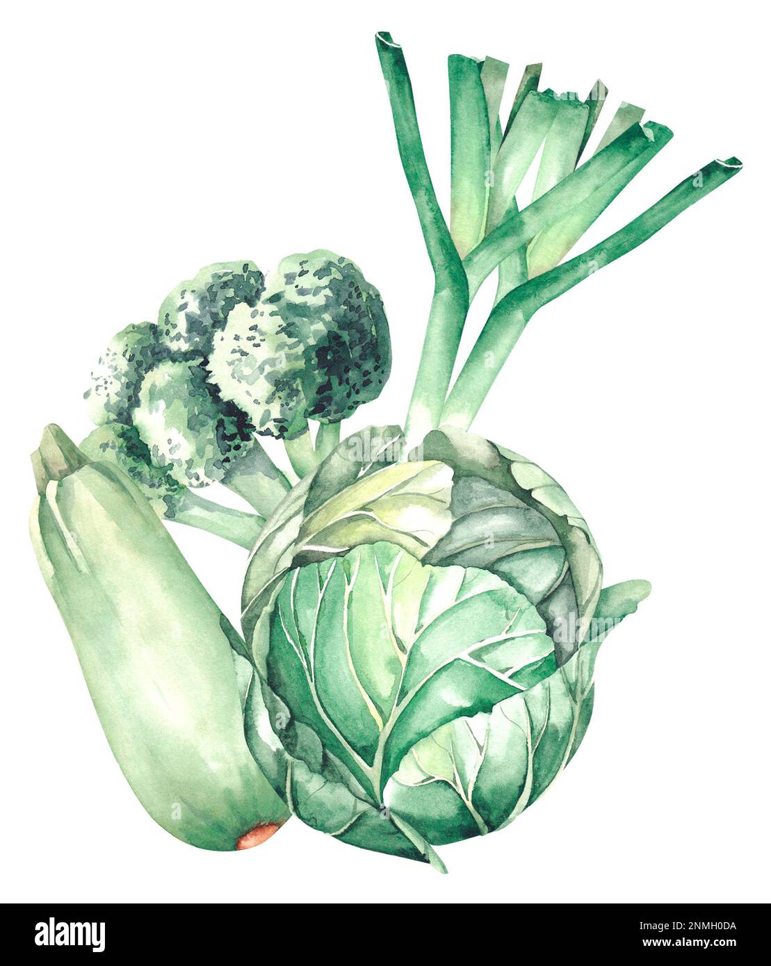 Verduras verdes de la acuarela, cebollas, repollo, brócoli, calabacín sobre un fondo blanco para el diseño del producto Foto de stock