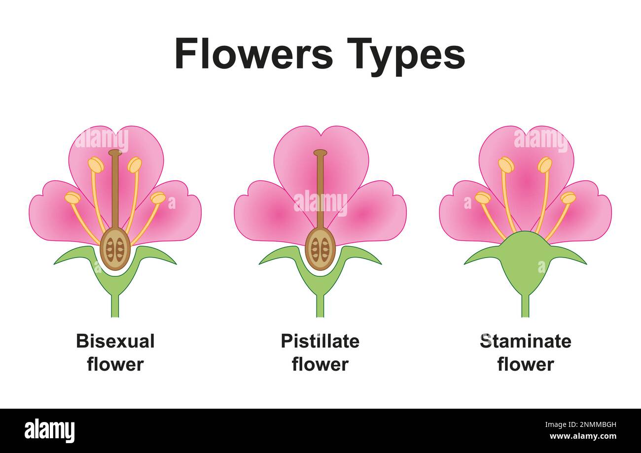 Tipos de flores, ilustración Fotografía de stock - Alamy