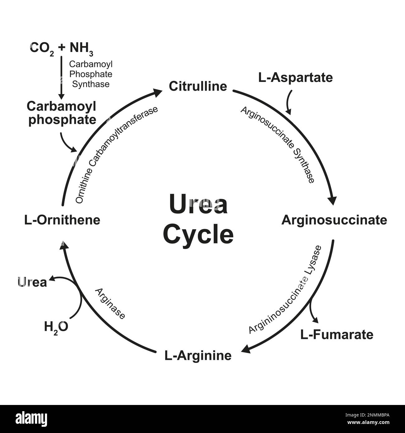 Ciclo de urea, ilustración Fotografía de stock Alamy