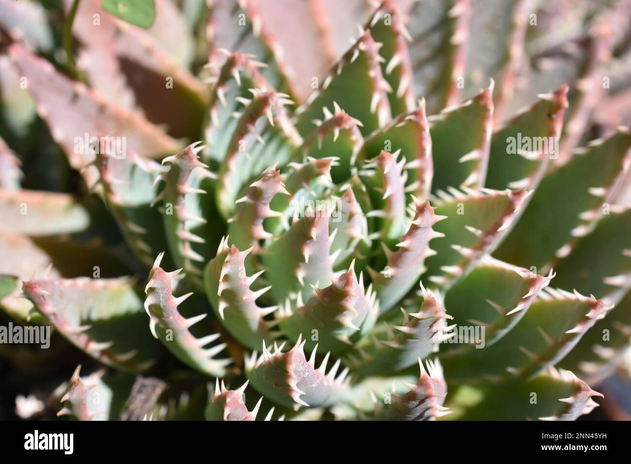 La planta suculenta verde y rosa Aloe erinacea cerca Foto de stock